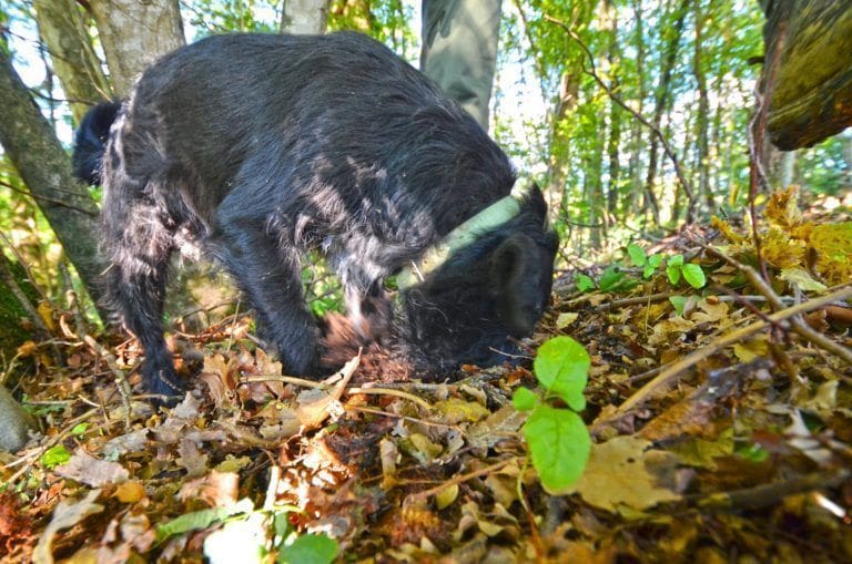 Trüffeltour im Allgäu oder Kroatien geführte Trüffelsuche