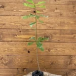 Trüffelbaum Stieleiche