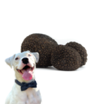 Hundetraining-Trüffel
