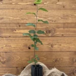 Trüffelbaum Hainbuche