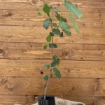 Trüffelbaum Haselnuss