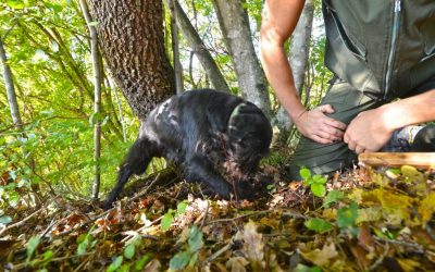 wir organisieren trüffeltouren in istrien