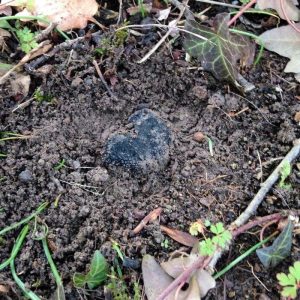 wir organisieren trüffeltouren in istrien Trüffelknolle im Boden