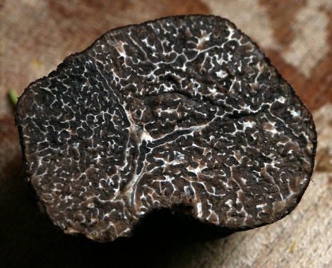 Tuber Melanosporum Wintertrüffel